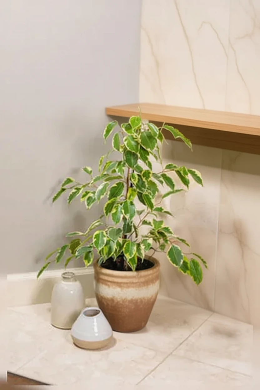 Фікус Бенджаміна Саманта / Ficus benjamina Samantha