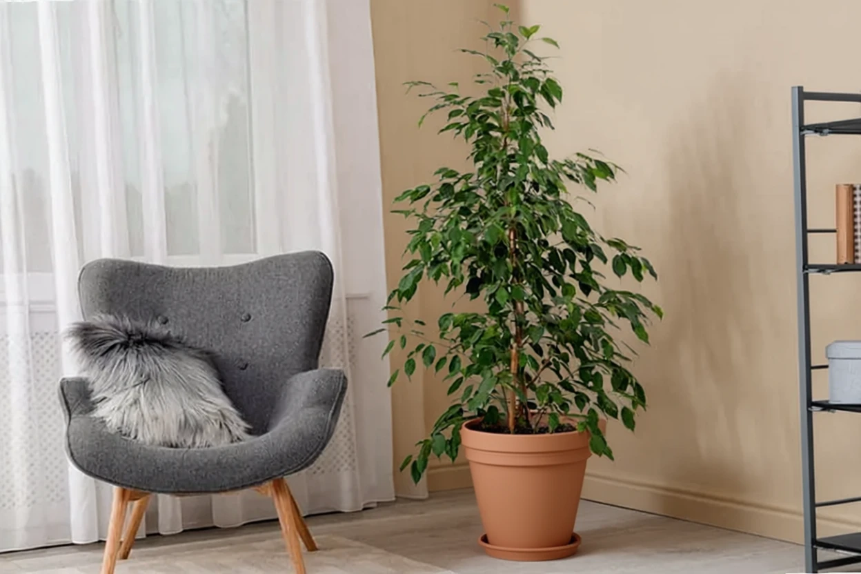Фікус Бенджаміна / Ficus benjamina
