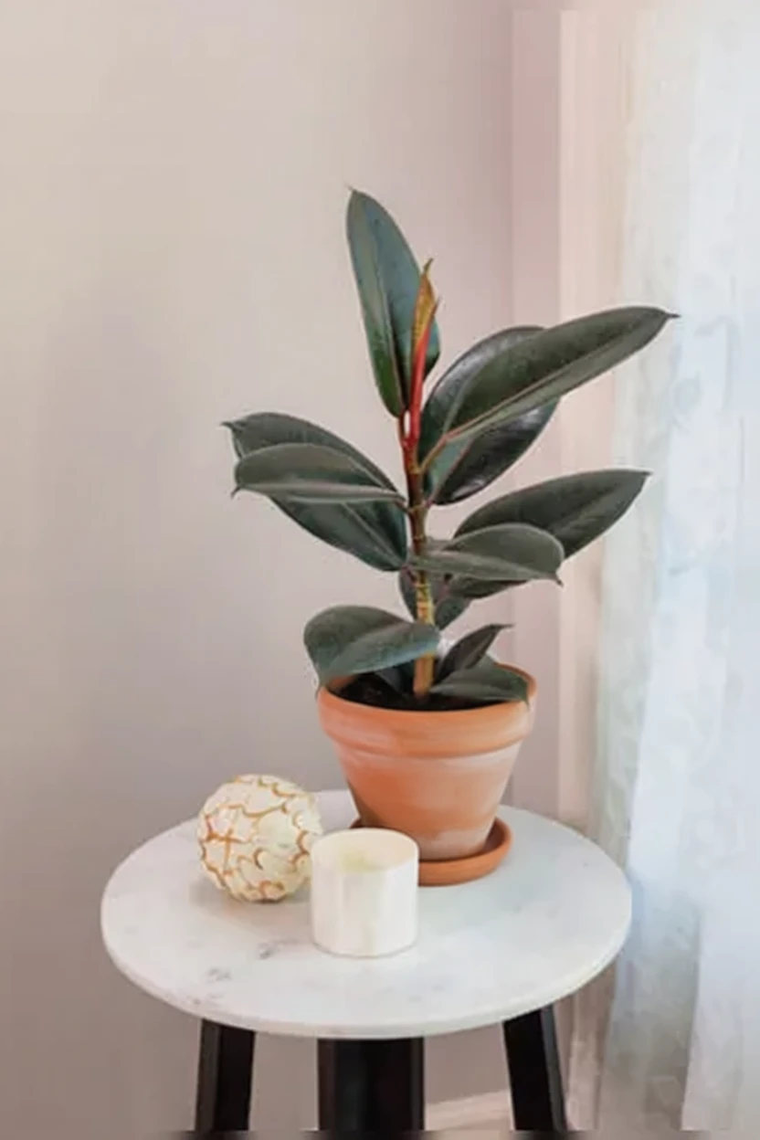 Фікус еластика Абіджан / Ficus elastica Abidjan