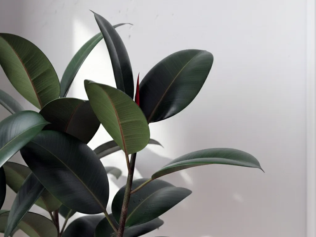 Фікус еластика Робуста / Fikus elastika Robusta