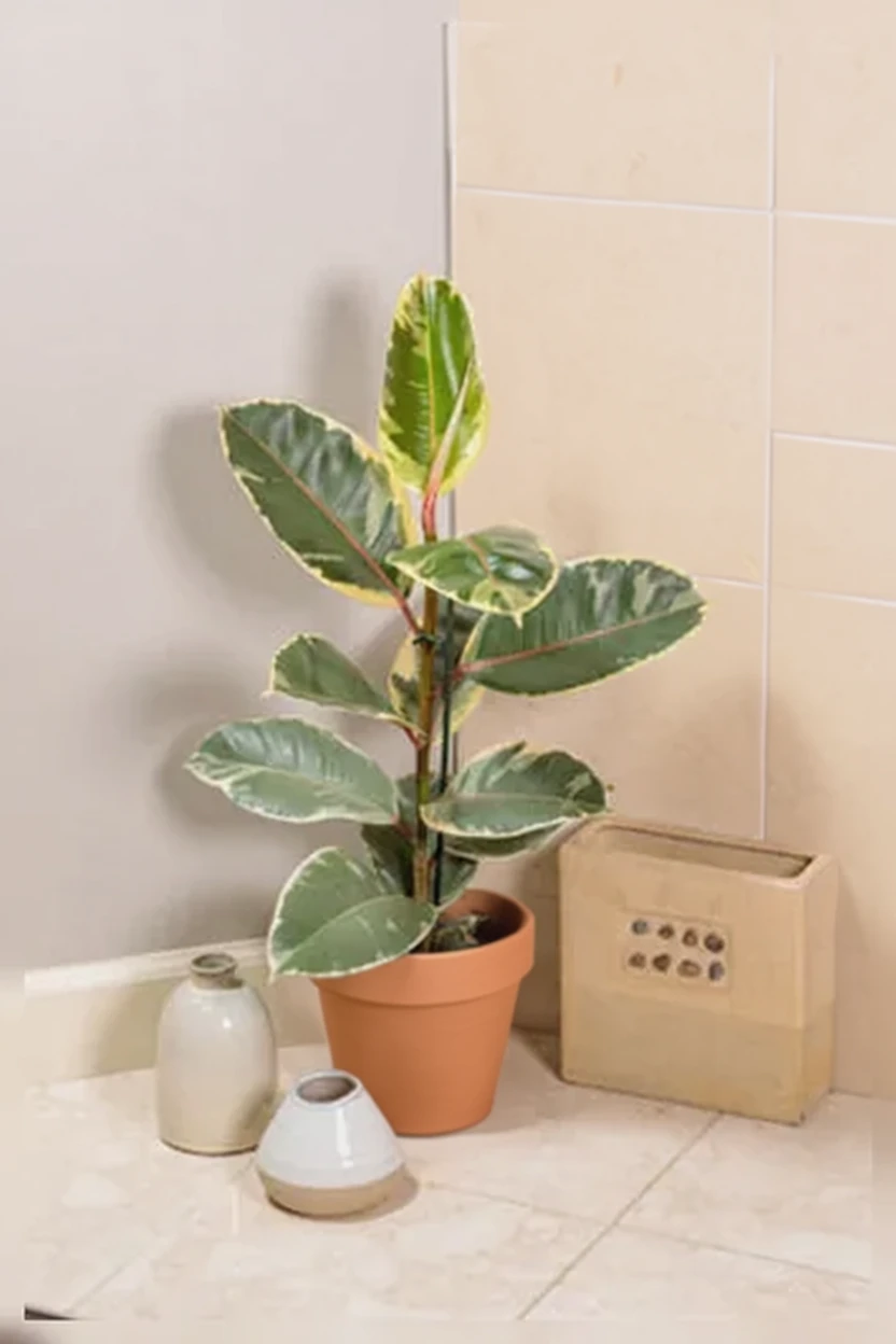 Фікус еластика Тінеке / Ficus elastica Tineke