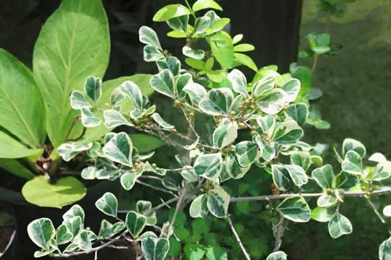 Фікус трикутний Варієгата / Ficus triangularis Variegata