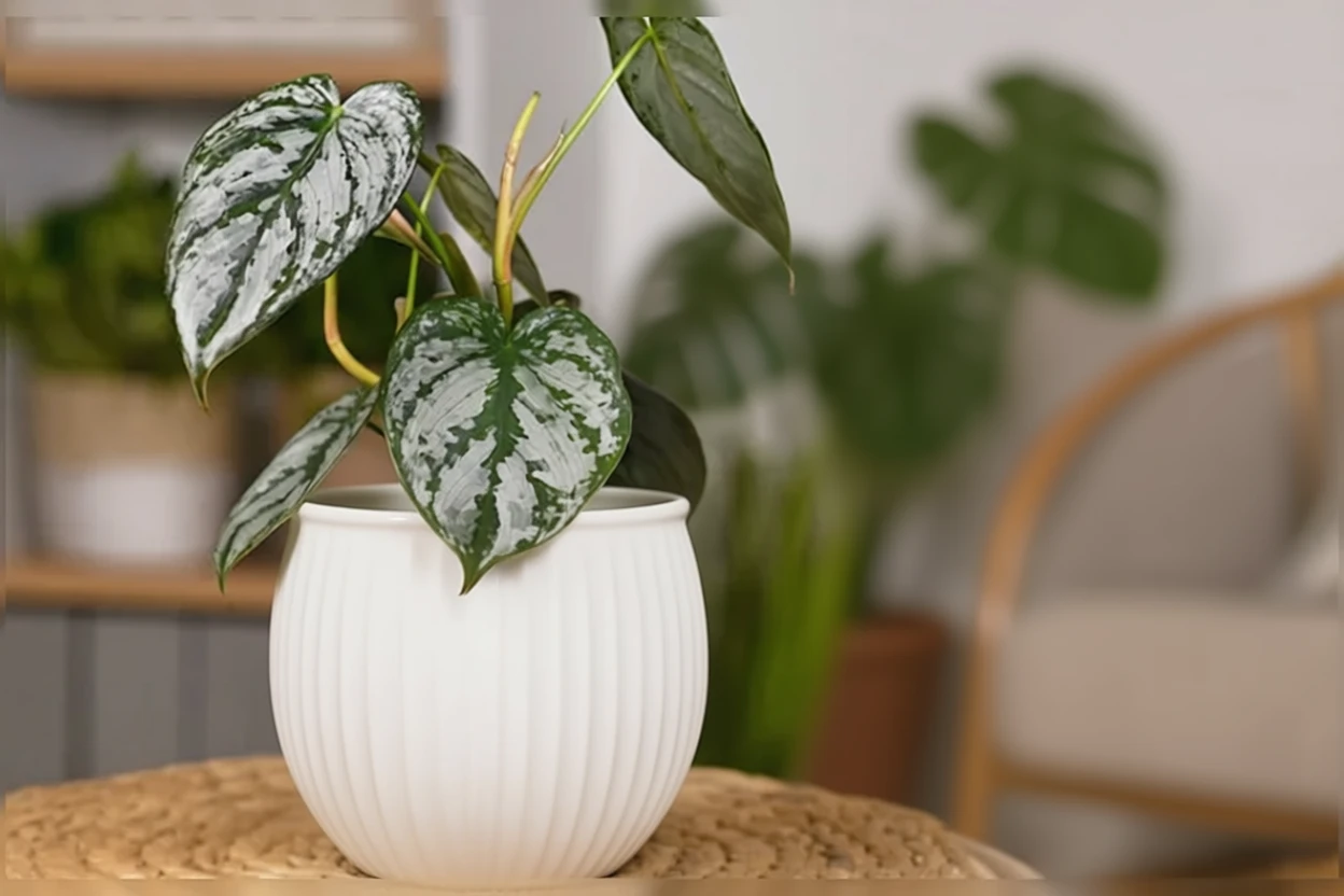 Філодендрон Брандтіанум