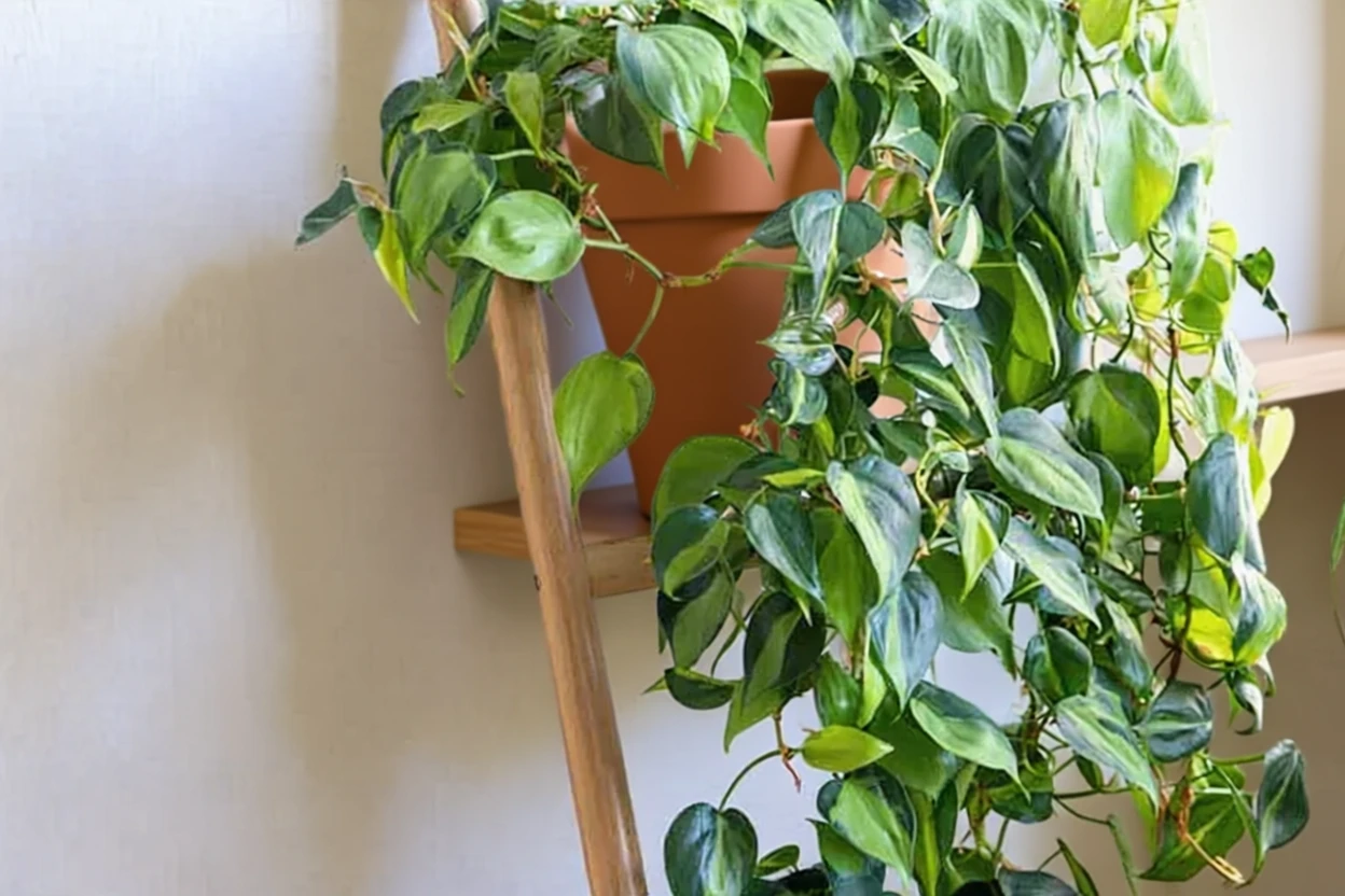 Філодендрон чіпкий Бразіл