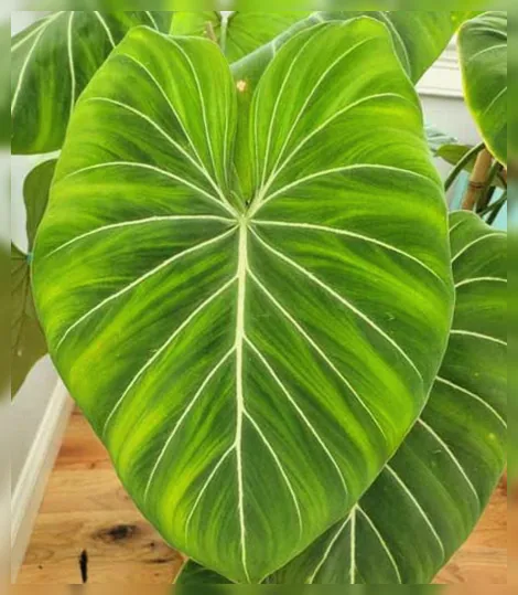 Філодендрон глоріозум / Philodendron gloriosum