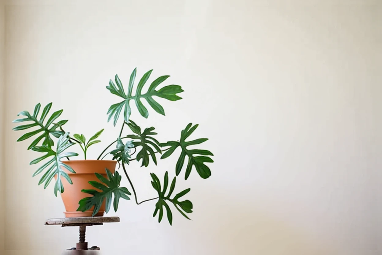 Філодендрон майо