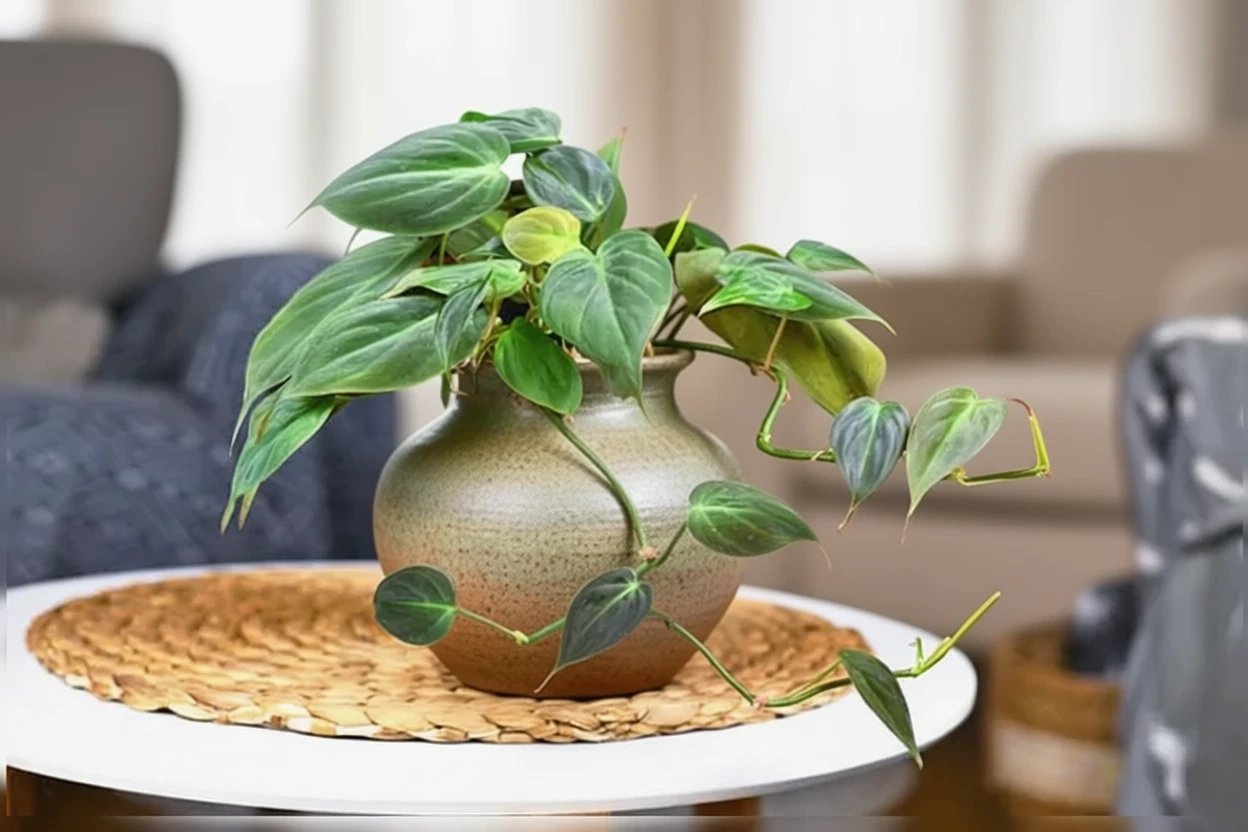 Філодендрон міканс / Philodendron micans