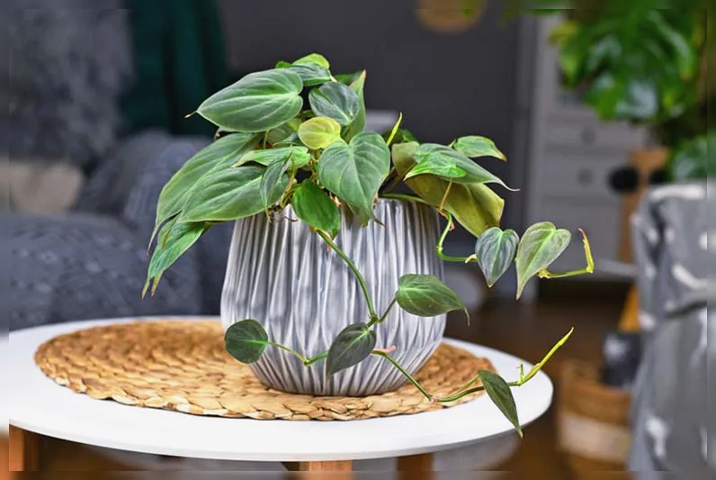 Філодендрон міканс