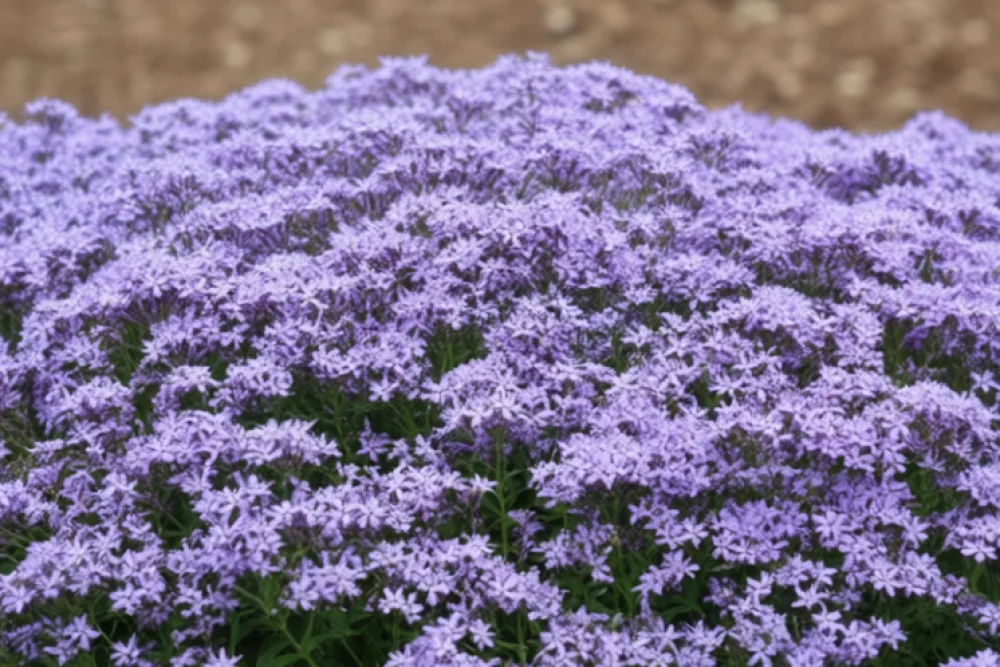 Флокс розчепірений Блу Мун / Phlox divaricata Blue Moon