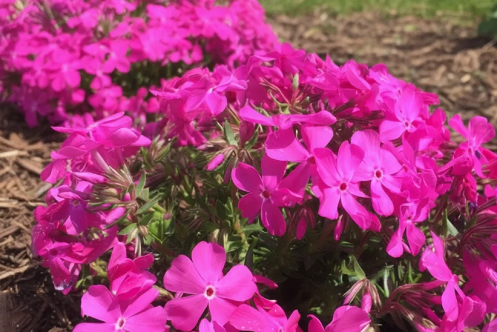 Флокс шилоподібний Друммонд Пінк / Phlox subulata Drummond’s Pink