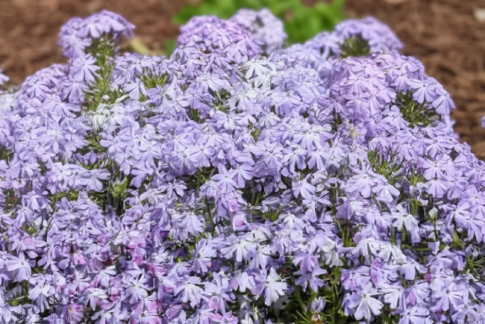 Флокс шилоподібний Емеральд Кушн Блю / Phlox subulata Emerald Cushion Blue