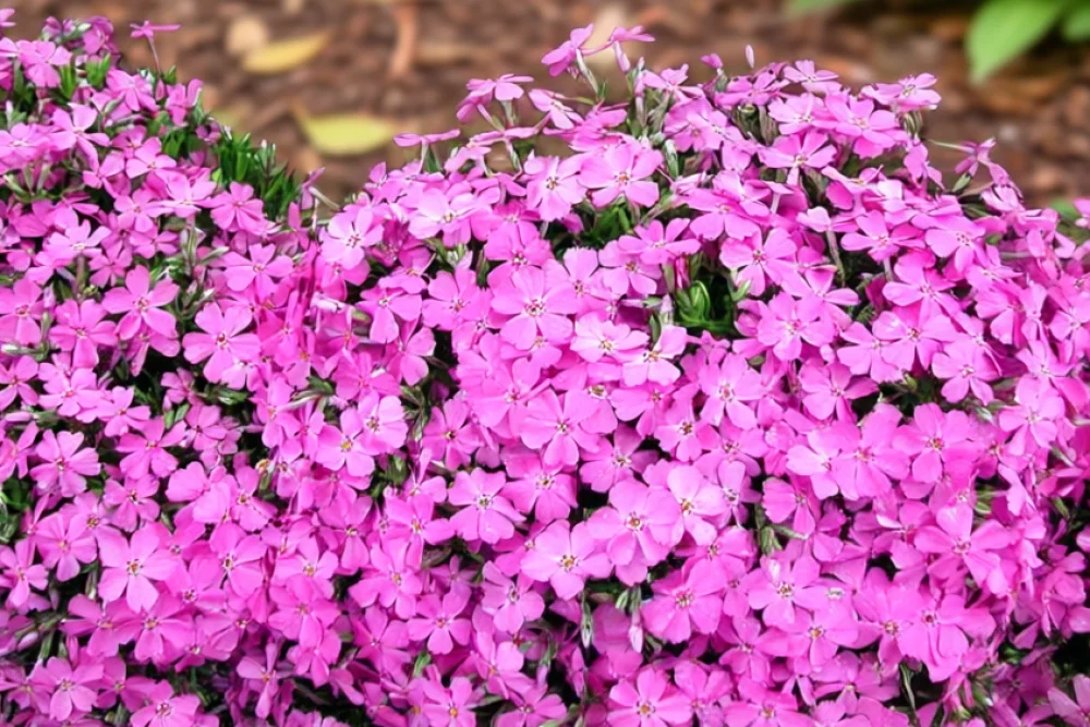 Флокс шилоподібний Емеральд Пінк / Phlox subulata Emerald Pink
