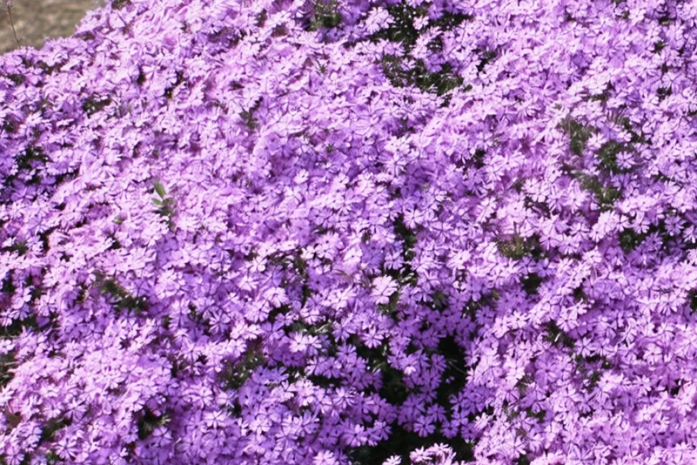 Флокс шилоподібний Форт Хілл / Phlox subulata Fort Hill