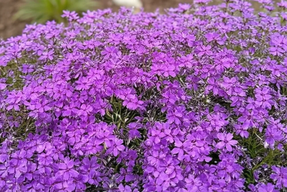 Флокс шилоподібний Перпл Бюті / Phlox subulata Purple Beauty