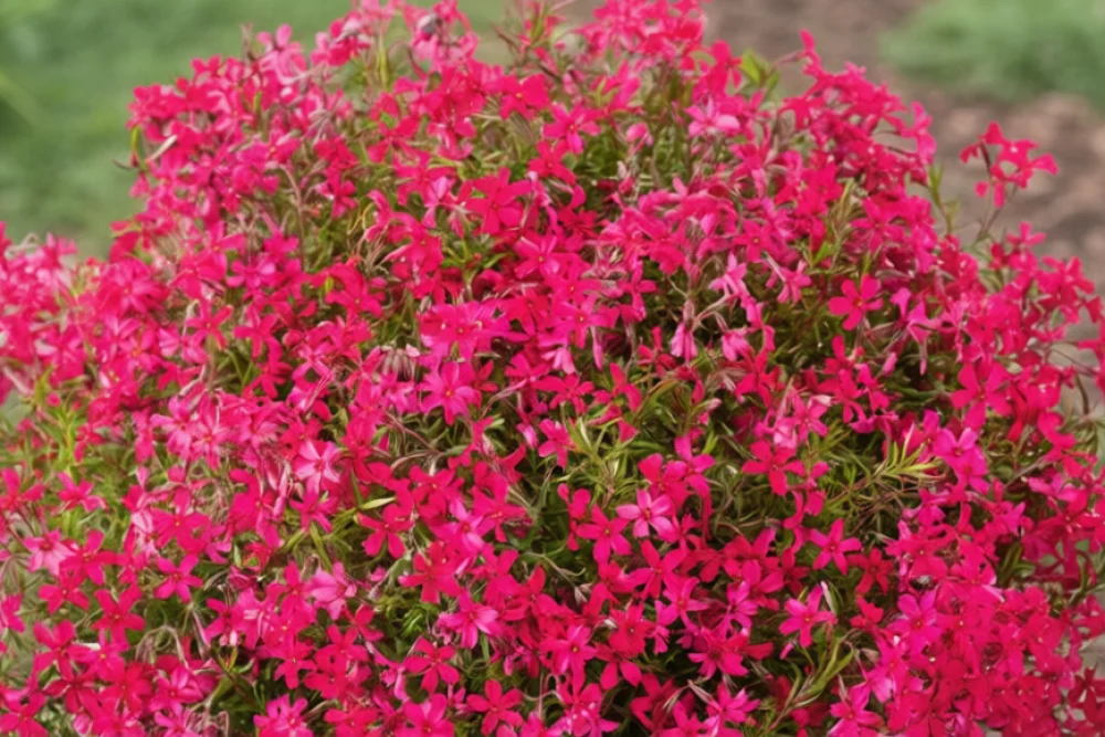 Флокс шилоподібний Ред Вінгс / Phlox subulata Red Wings