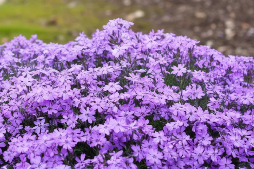 Флокс шилоподібний / Phlox subulata