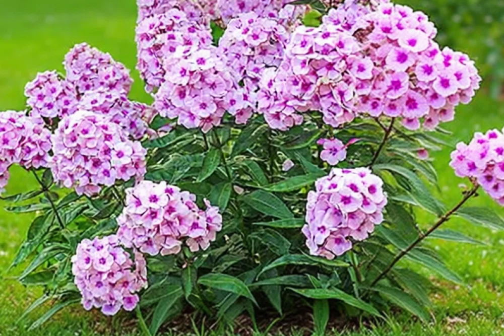 Флокс волотистий Брайт Айз / Phlox paniculata Bright Eyes