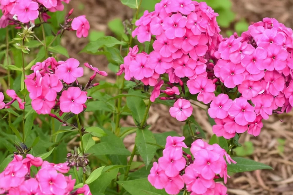Флокс волотистий Флейм Лайт Пінк / Phlox paniculata Flame Light Pink