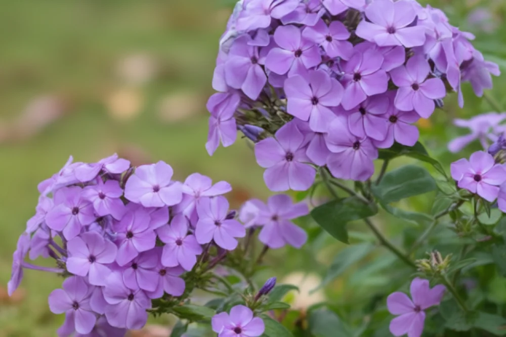 Флокс волотистий Флейм Перпл / Phlox paniculata Flame Purple