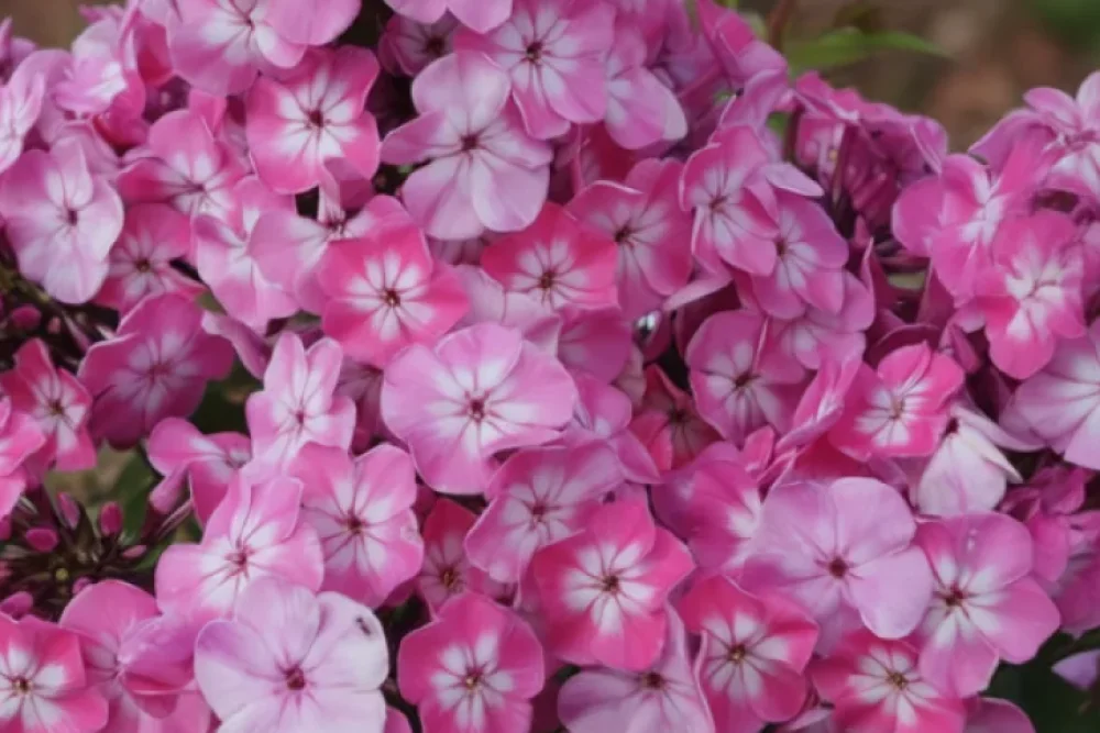 Флокс волотистий Флейм Пінк / Phlox paniculata Flame Pink