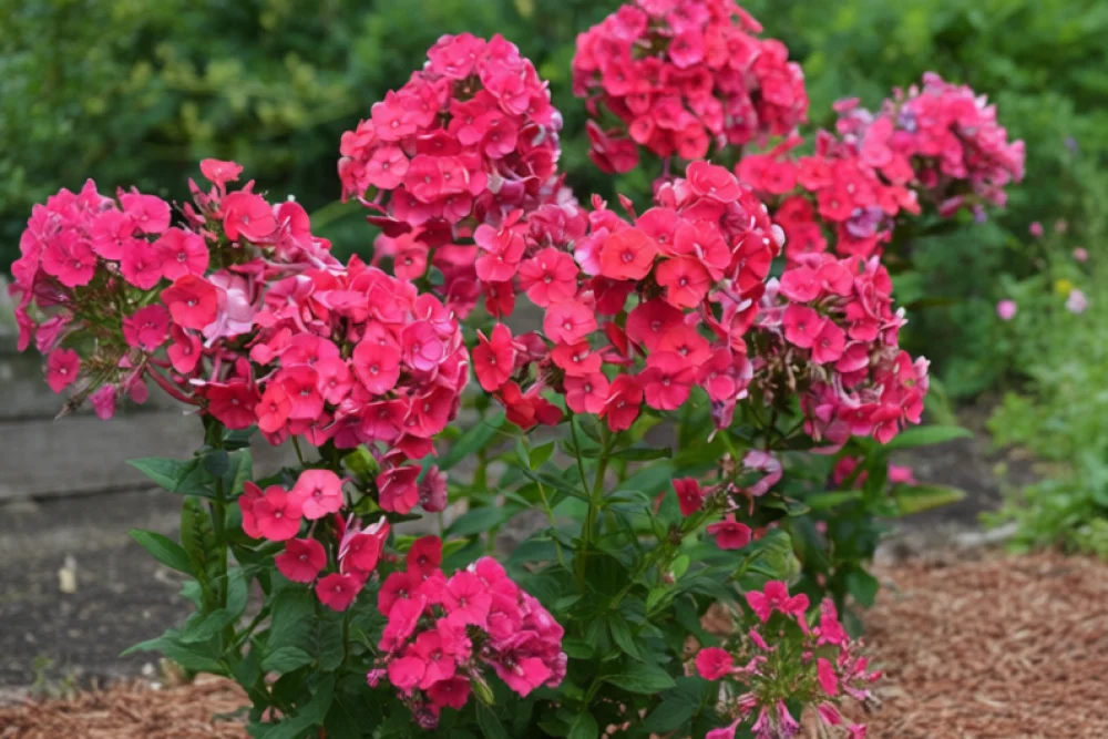 Флокс волотистий Гренадін Дрім / Phlox paniculata Grenadine Dream