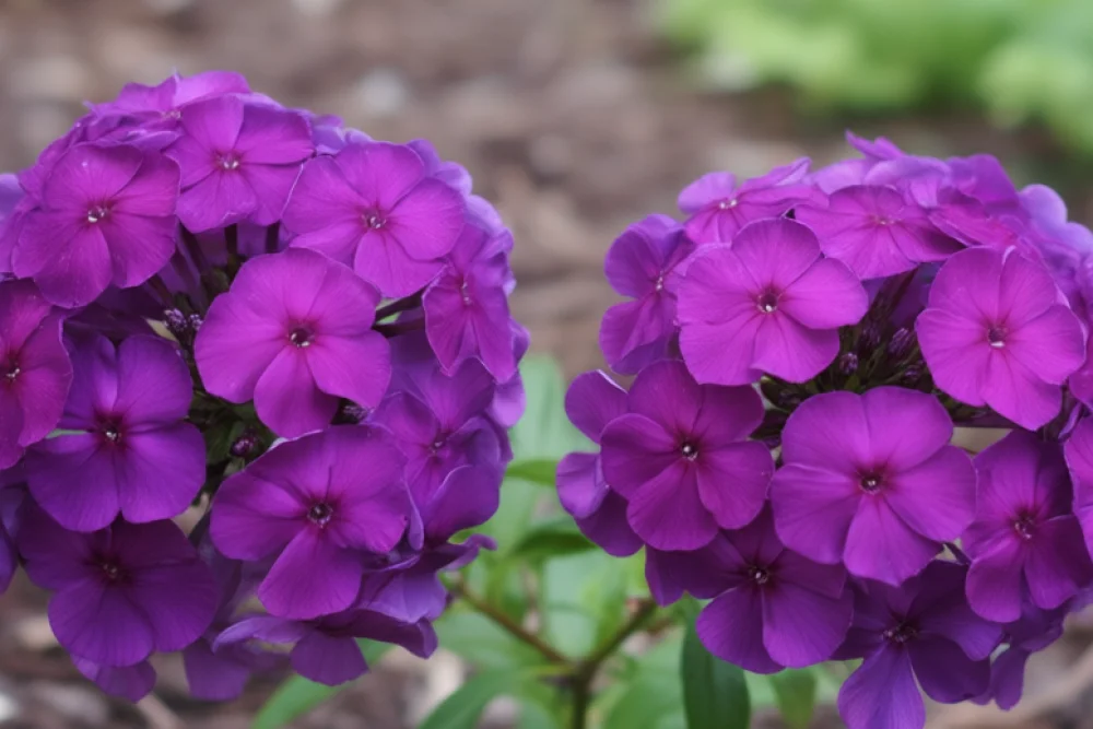 Флокс волотистий Нікі / Phlox paniculata Nicky