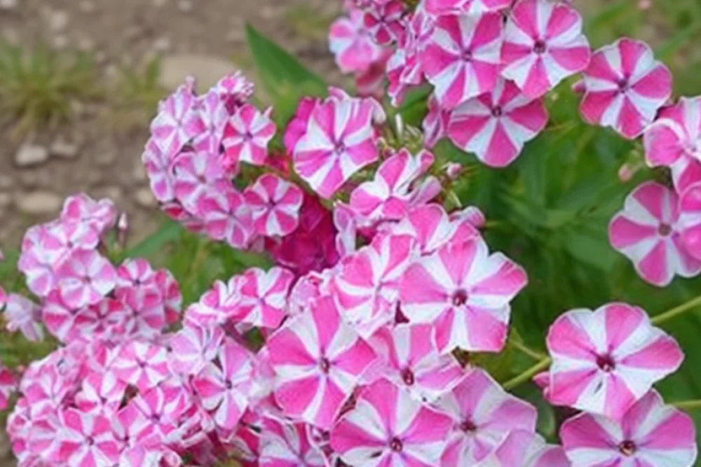 Флокс волотистий Пеппермінт Твіст / Phlox paniculata Peppermint Twist