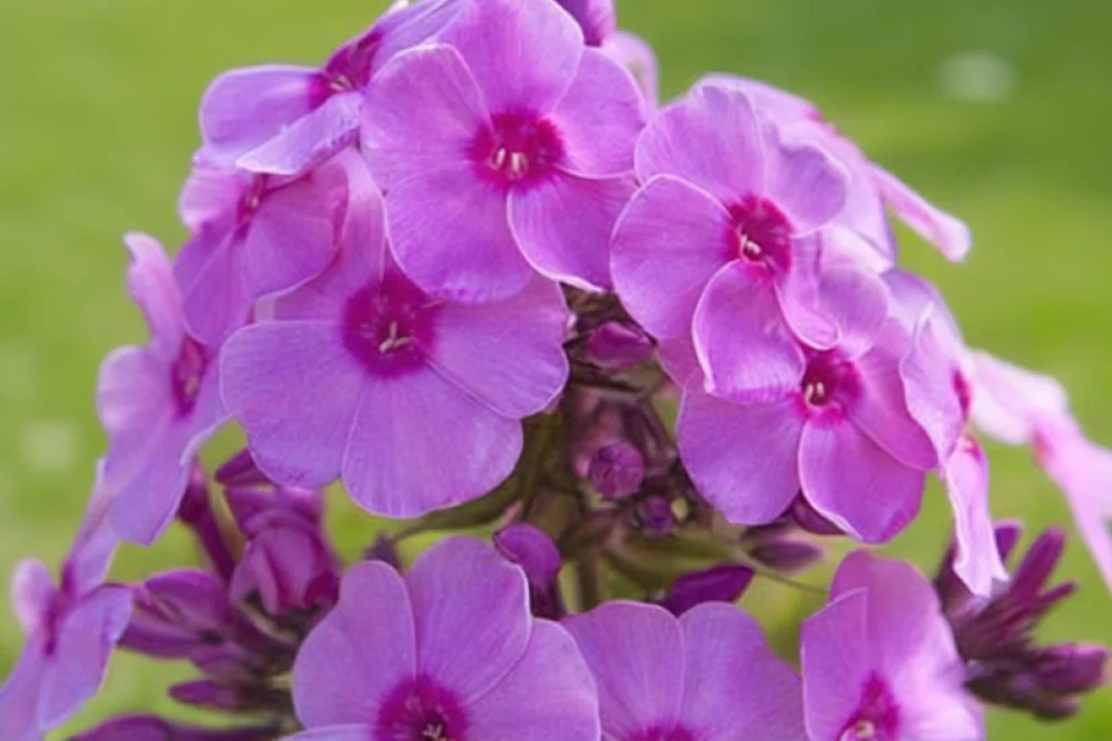 Флокс волотистий Єва Куллум / Phlox paniculata Eva Cullum