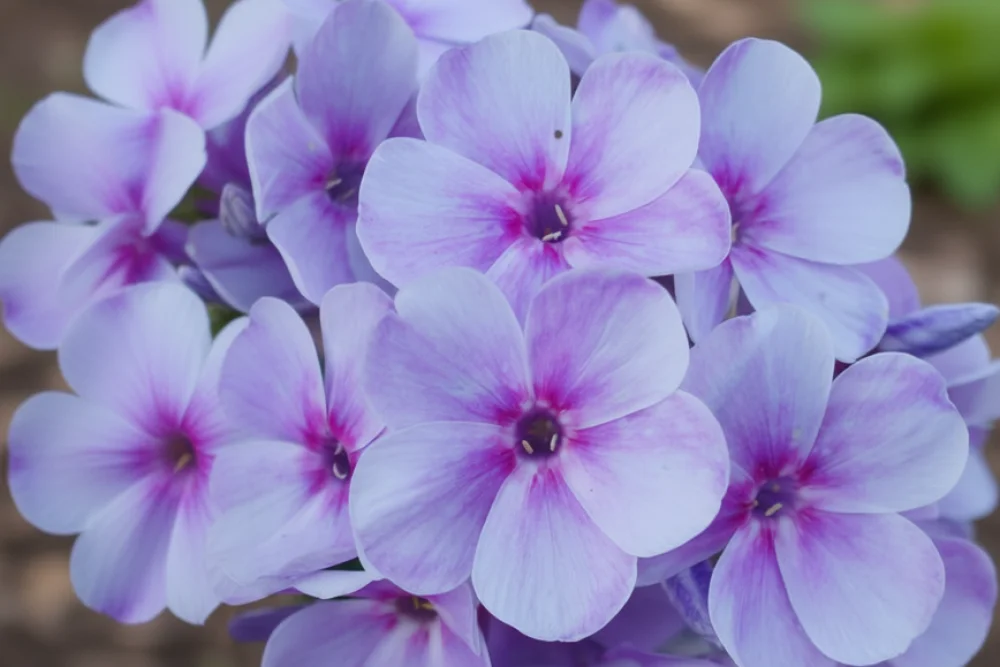 Флокс волотистий Юнік Маув / Phlox paniculata Younique Mauve