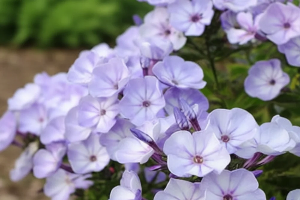 Флокс волотистий Юнік Олд Блю / Phlox paniculata Younique Old Blue