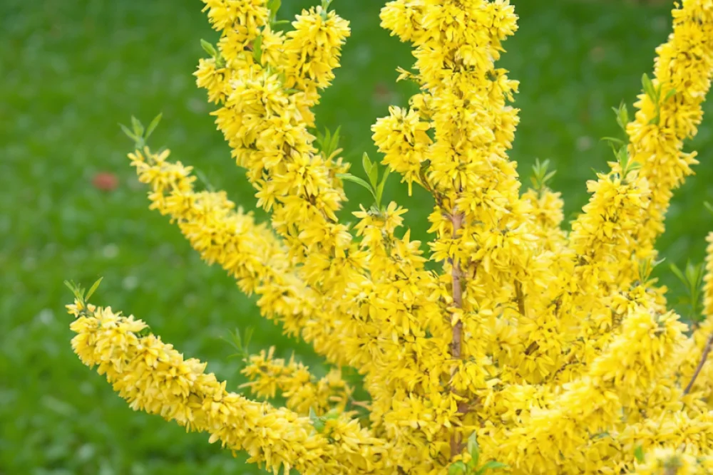 Форзиція середня / Forsythia x intermedia