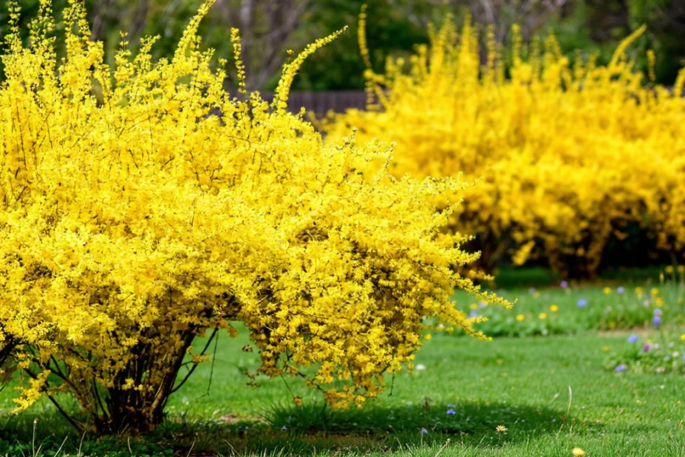 Форзиція звисаюча / Forsythia suspensa