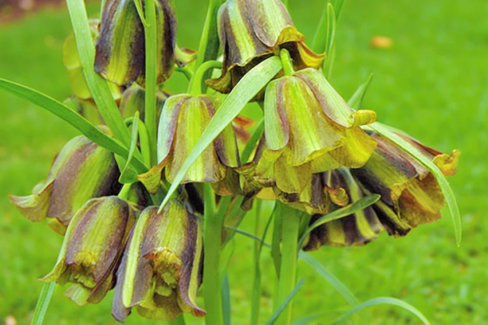 Фрітіларія гостропелюсткова / Fritillaria acmopetala