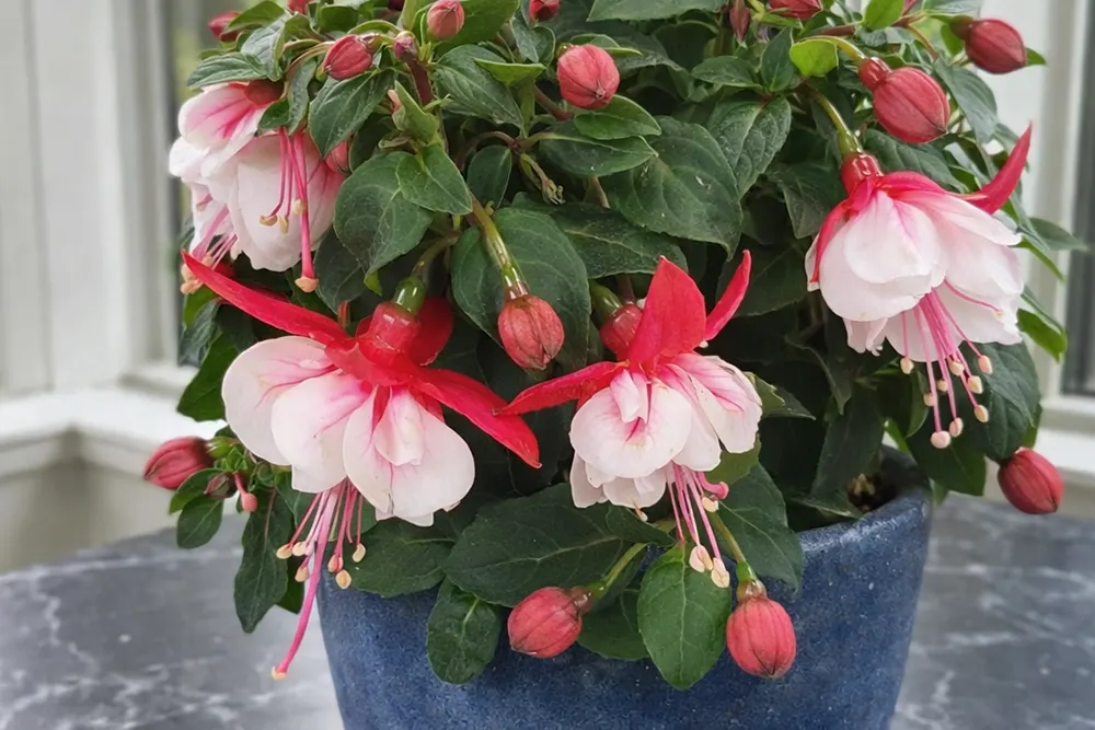 Фуксія Балет Герл / Fuchsia Ballet Girl