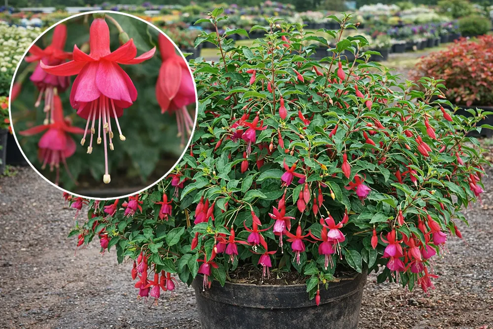 Фуксія Бікон / Fuchsia Beacon