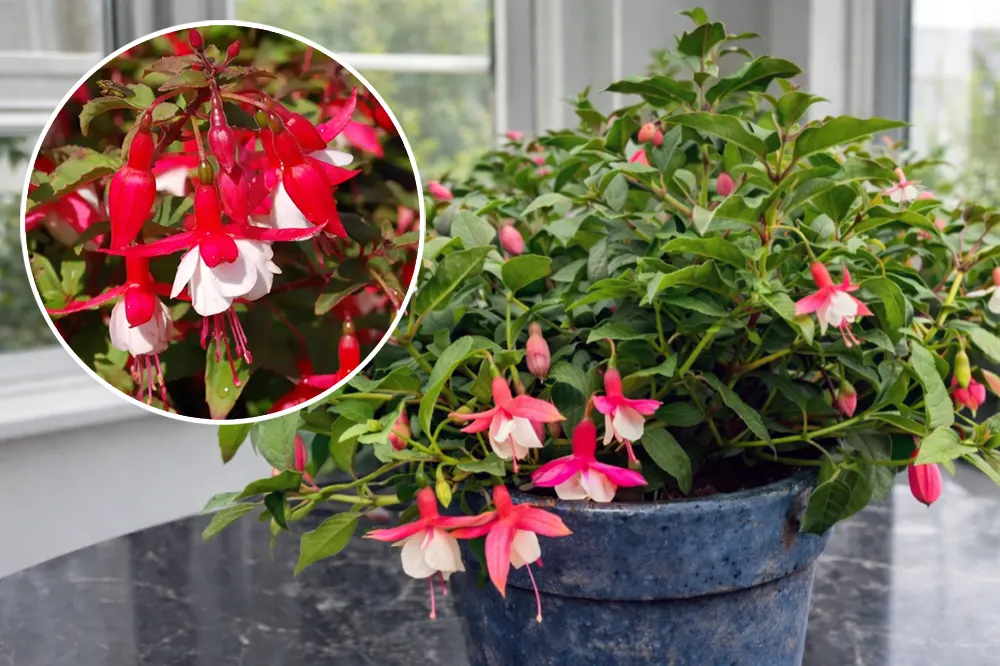 Фуксія Еліс Гоффман / Fuchsia Alice Hoffman