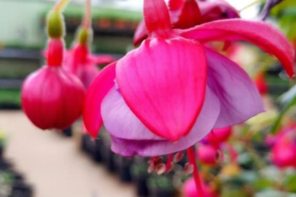 Фуксія Хайді Енн / Fuchsia Heidi Ann