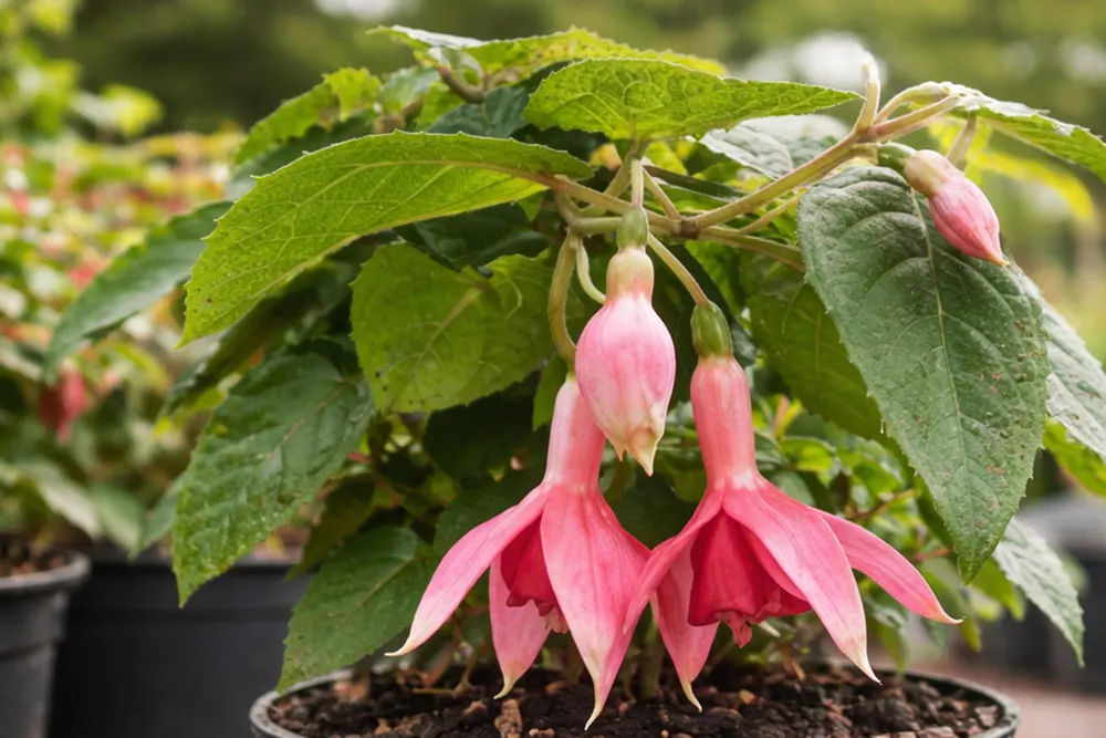 Фуксія Коучмен / Fuchsia Coachman