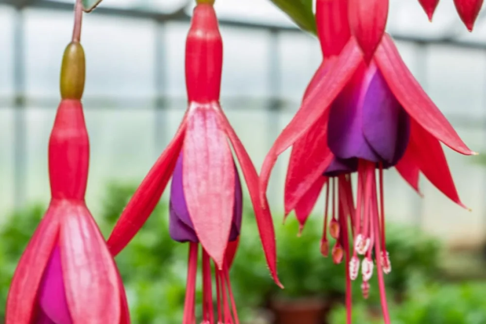 Фуксія Місіс Поппл / Fuchsia Mrs Popple