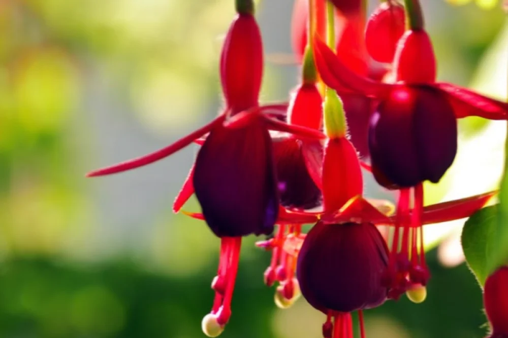 Фуксія Пітер Пен / Fuchsia Peter Pan