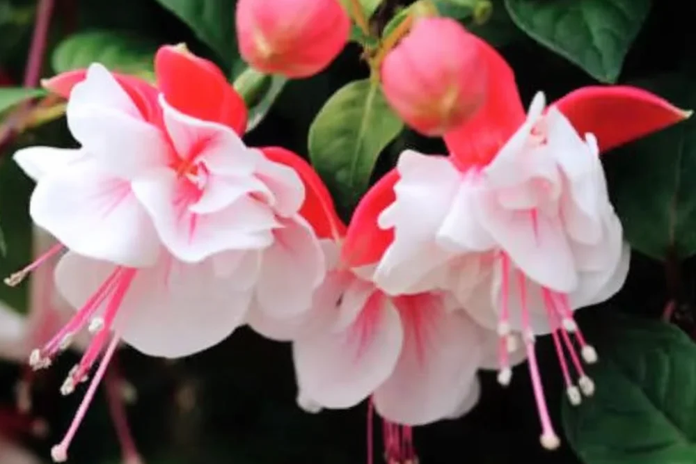 Фуксія Свінгтайм / Fuchsia Swingtime