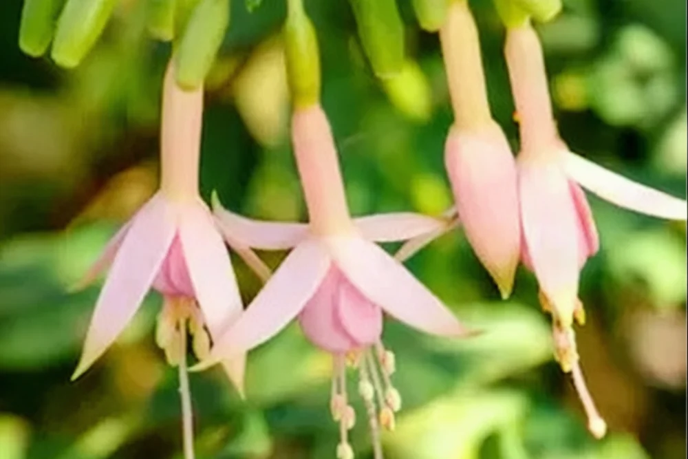 Фуксія Вайтнайтс Перл / Fuchsia Whiteknights Pearl