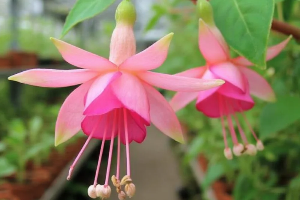 Фуксія Вальц Юбельтін / Fuchsia Walz Jubelteen