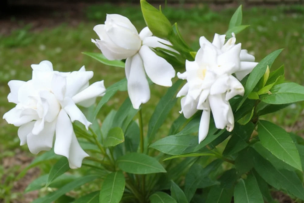Гарденія Фортуніана / Gardenia jasminoides Fortuniana