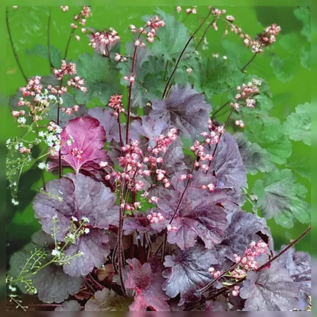 Гейхера Белла Нотте