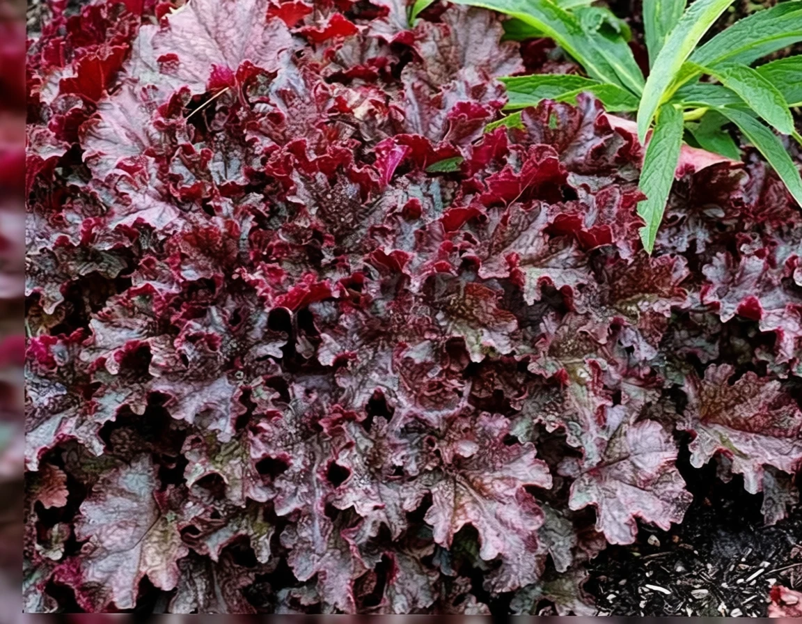 Гейхера Беррі Мармелейд