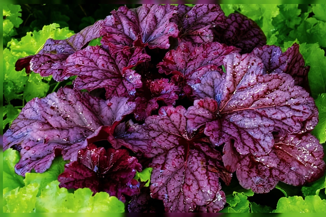 Гейхера Беррі Смузі