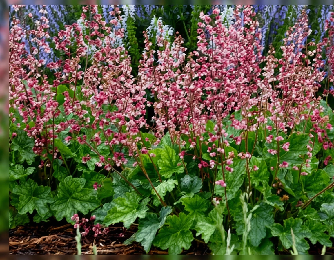 Гейхера Беррі Таймлесс