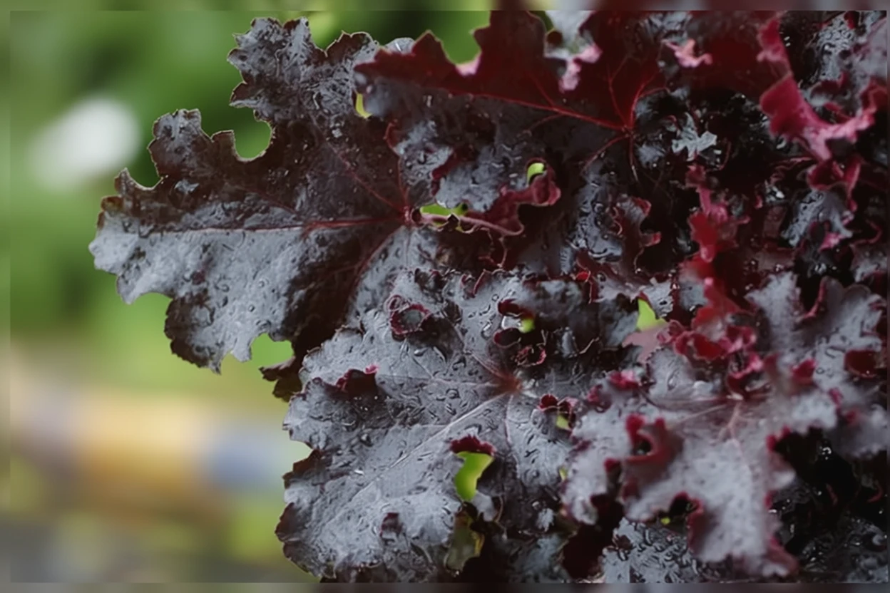 Гейхера Блек Бюті / Heuchera Black Beauty