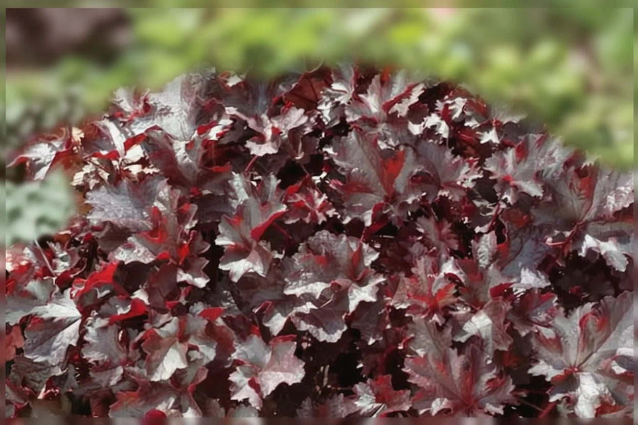 Гейхера Блек Бюті